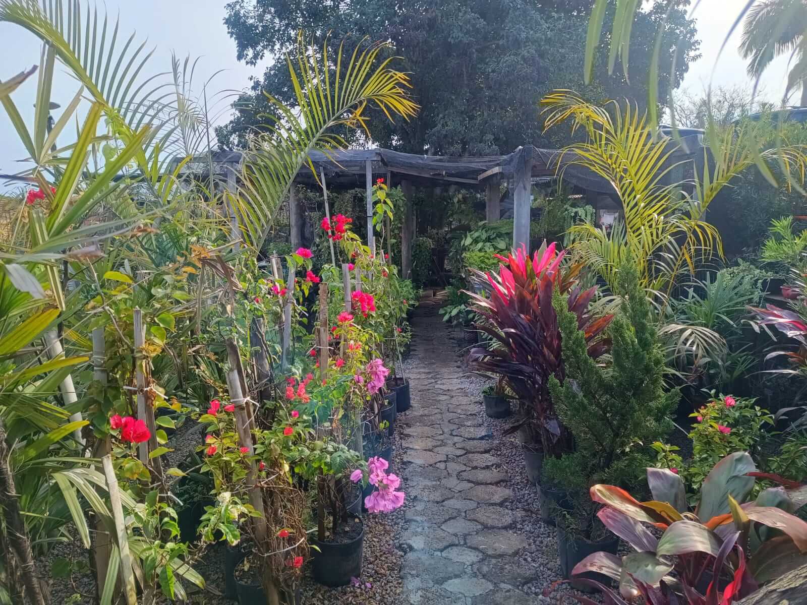 Plantas e flores do Quintal da Olivia em Criciúma