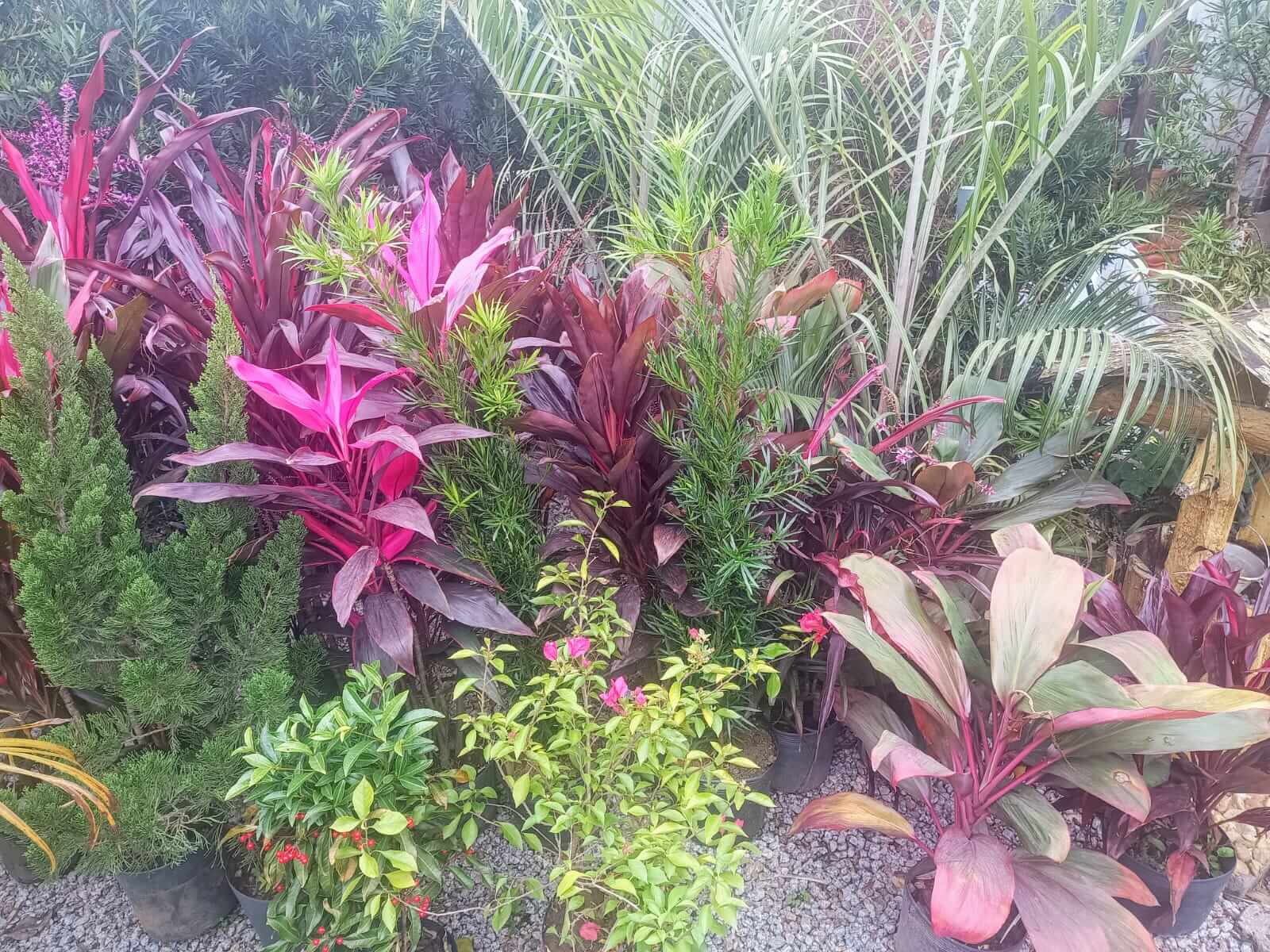 Plantas e flores ornamentais disponíveis na floricultura Quintal da Olivia